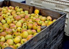 La fameuse Rubis Gold® fraîchement récoltée