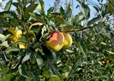 Première visite de vergers chez le producteur David Hénocq