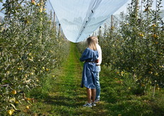 L'intégralité des vergers de Rubis Gold® de l'Alliance Perlim-Meylim est certifiée HVE et Vergers Ecoresponsables