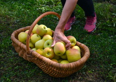 Pour l'occasion, des Rubis Gold® ont été cueillies directement dans les vergers