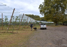 Promenade dans le verger