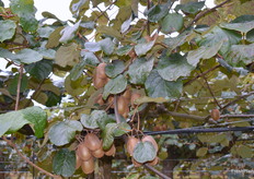 La récolte commence bientôt