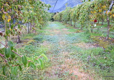 Les arbres aux baby kiwis