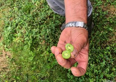 La récolte a beau être terminée, Jean-Louis parvient à trouver un baby kiwi oublié sur un arbre