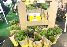 Plantes aromatiques en pot de l'EARL Saint-Remy Basilic. 