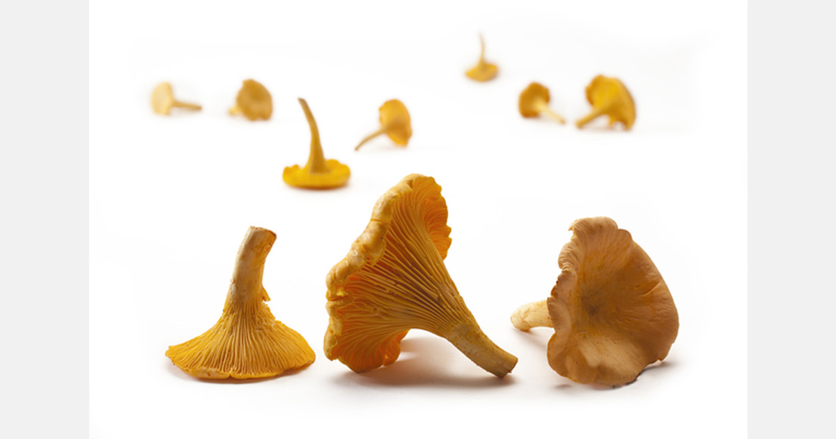 « L'offre de chanterelles va se raréfier maintenant que l'Ukraine n'est
