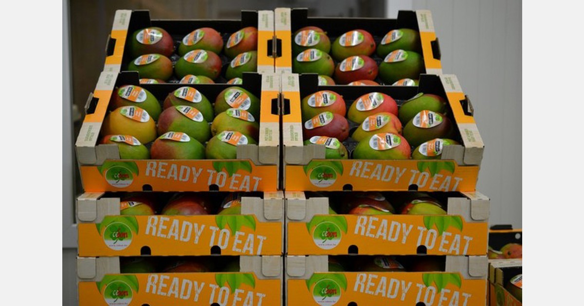 « Tant que la Côte d&rsquo;Ivoire n&rsquo;arrivera pas sur le marché, le déficit de mangues perdurera »