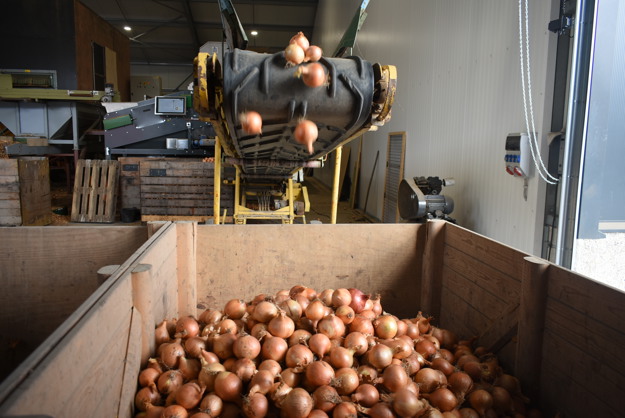 50 Bandes Matricielles Dentaires Profilées M6 1.0 - Pour Laboratoire Dentaire