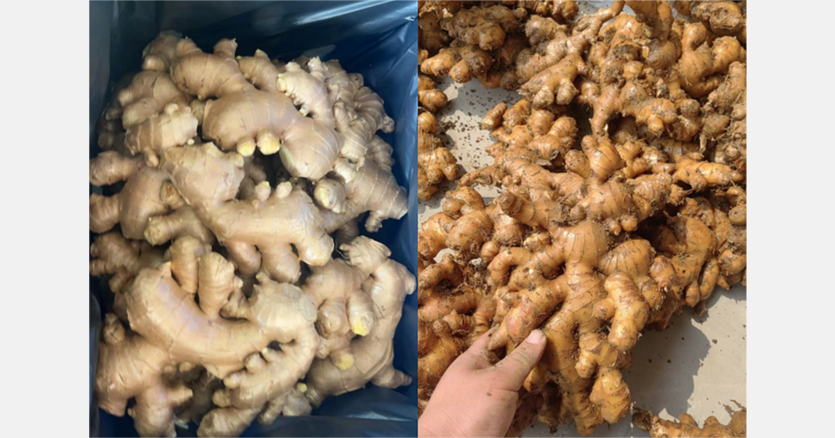 “The price of ginger in China increased in April, which affected market demand.”
