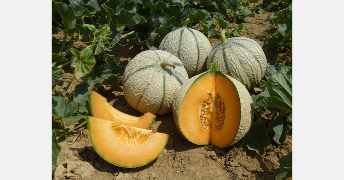 BASF va acquérir l'entreprise innovante de sélection de melons ASL