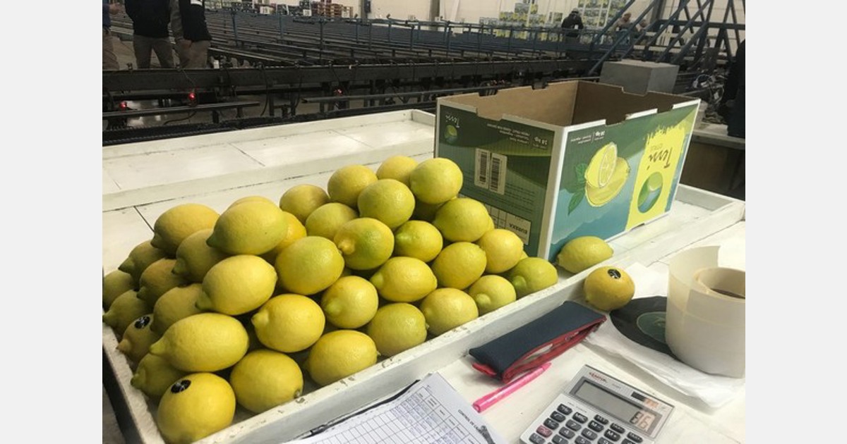 Las exportaciones de naranjas disminuyen en Argentina a medida que la temporada llega a su fin