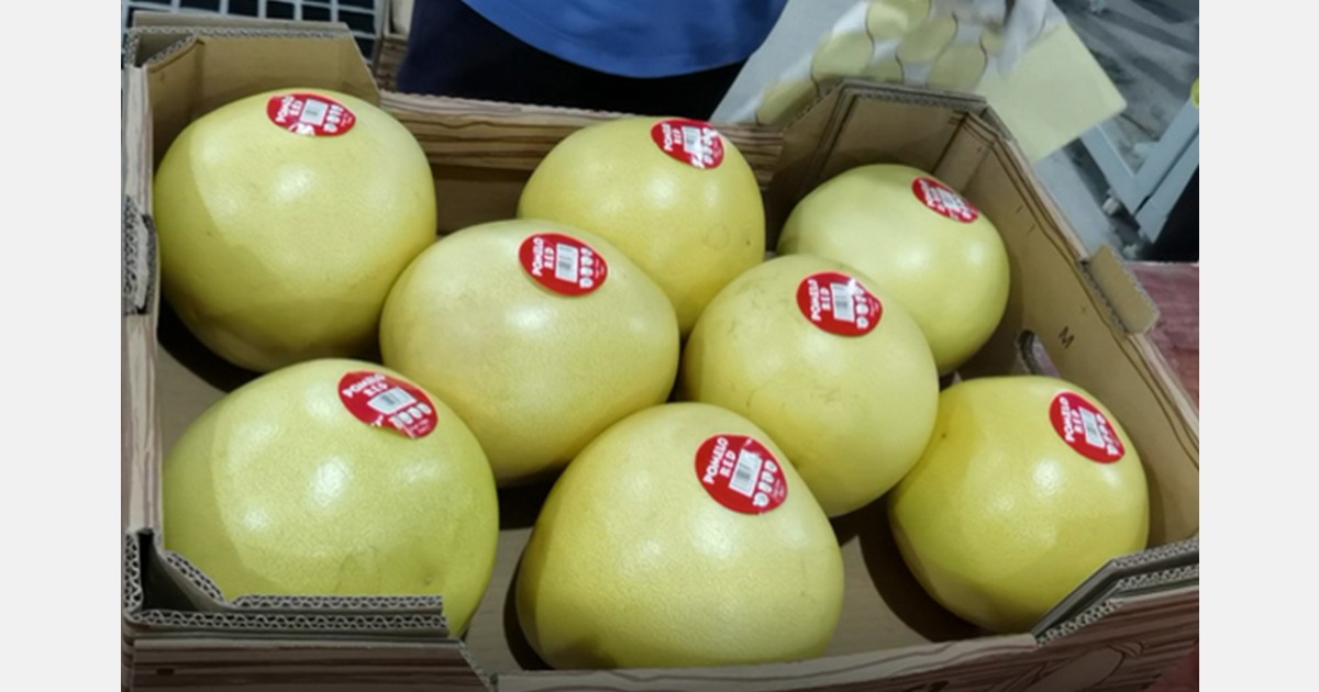 Premier envoi de la saison de pomelos chinois « emballés durablement