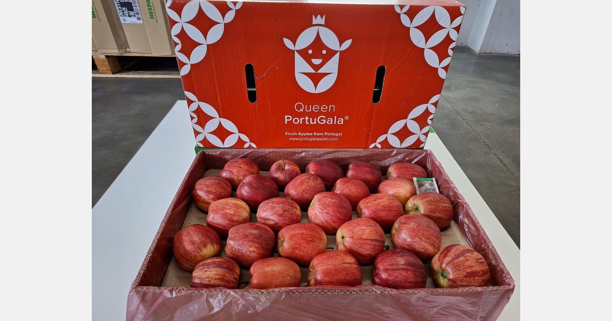 L&rsquo;Amérique du Sud est un marché de choix pour les pommes portugaises cette saison