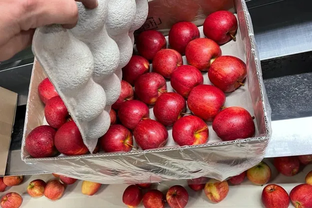 Bonne demande de pommes polonaises de la part des EAU, de l'Inde