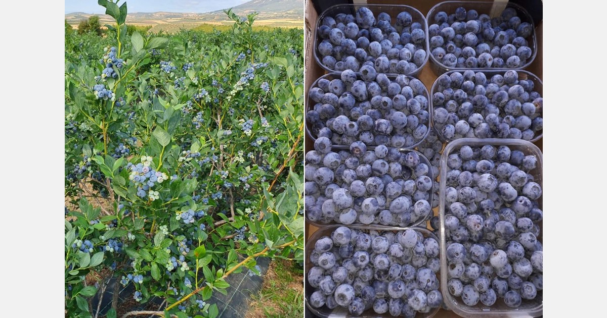 Les myrtilles marocaines arriveront en Amérique du Nord début décembre