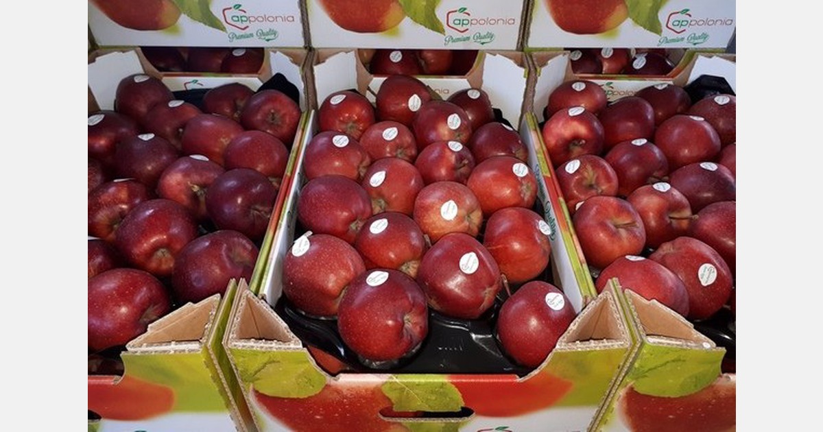 « Trop de pommes sur le marché indien »