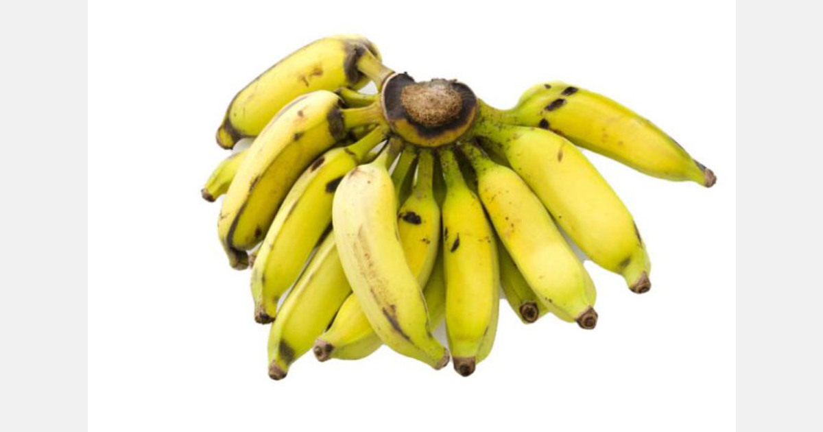 Une délicatesse exclusive d&rsquo;Amérique du Sud : la banane pomme