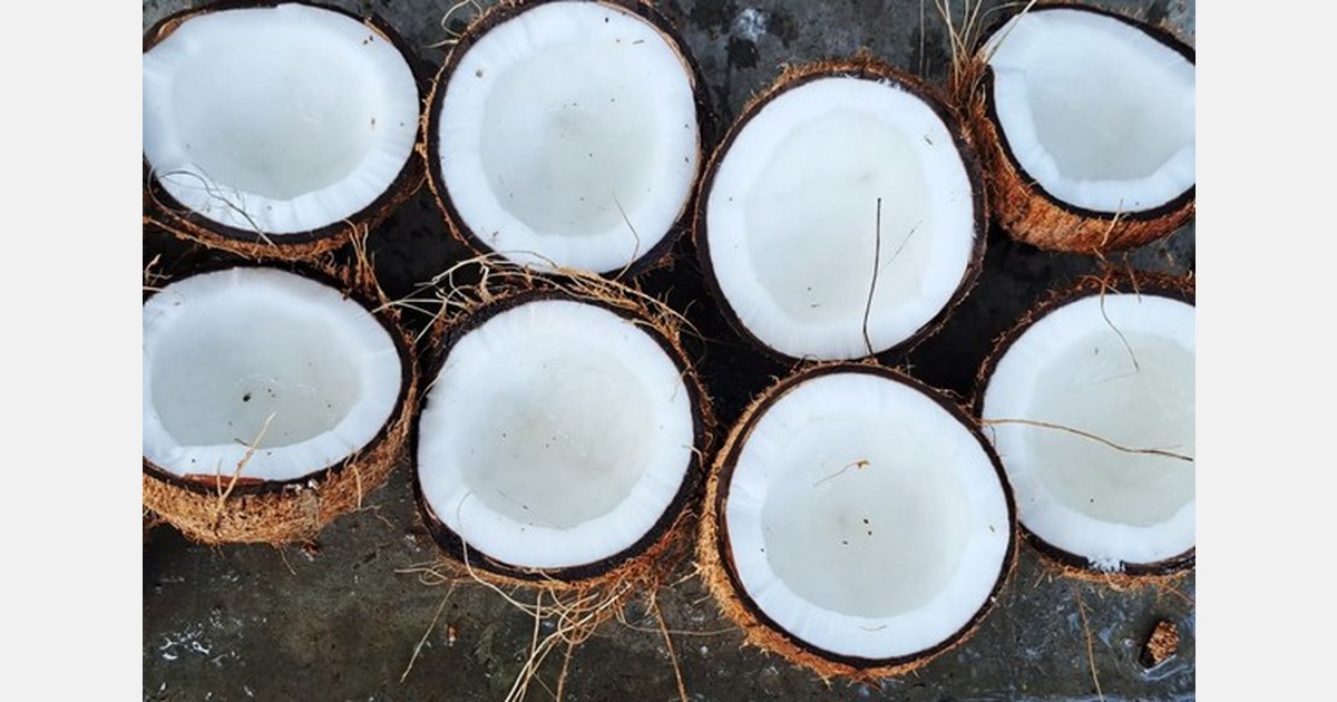 « Augmentation considérable du volume exporté de noix de coco