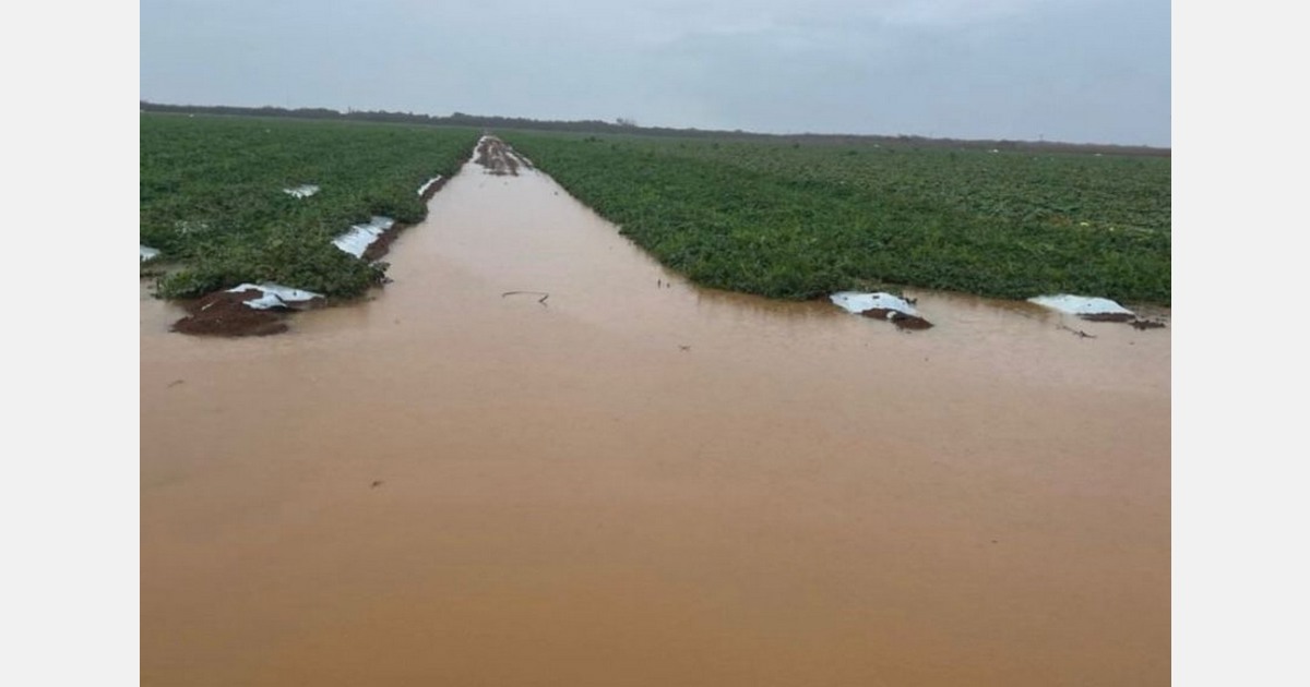 “Apesar das fortes chuvas, o Brasil conseguiu produzir e exportar melão para a Europa”