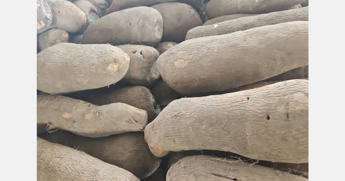 Les ignames fraîches du Ghana désormais disponibles