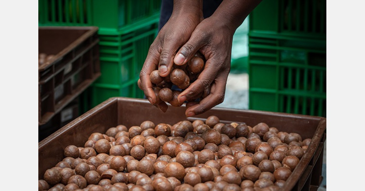 « Nous produisons des noix de macadamia par l'intermédiaire de plus de