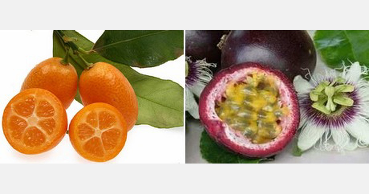 Espagne le Kumquat et le fruit de la passion, des alternatives aux