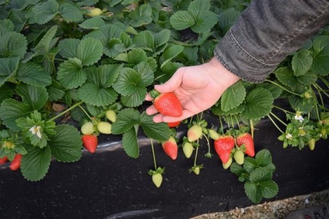 Se prevé estabilización en superficie de fresa, reducción en frambuesa de invierno y más producción de arándano