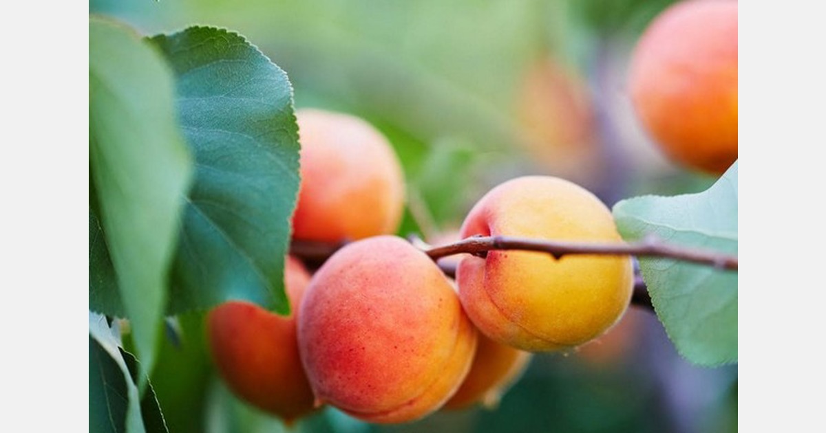 Les premiers fruits à noyau d'Alicante sont en chemin