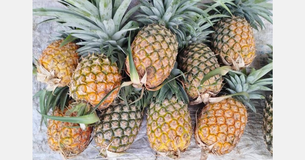 « Nous travaillons pour que les produits made in Guinée Équatoriale soient consommés sur les marchés européens »