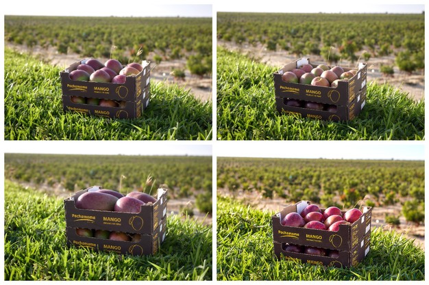 Variedades de mango: Kent, Maya, Noa, Shelly Variedades de mango: Kent, Maya, Noa, Shelly