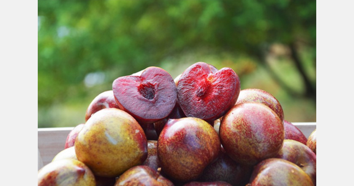 La prune à chair rouge sera présente au salon Fruit Logistica