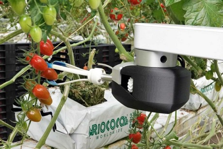 Le robot cueilleur de tomates mûres