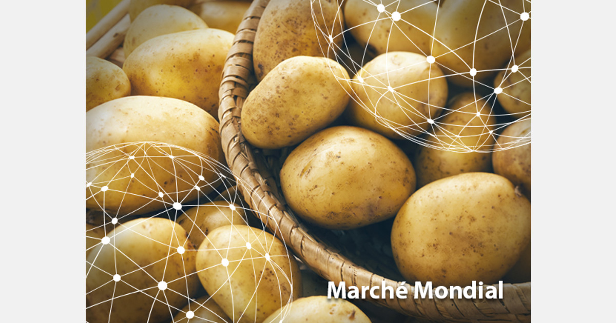 La patate, dix fois plus chère que l'an dernier: les prix vont