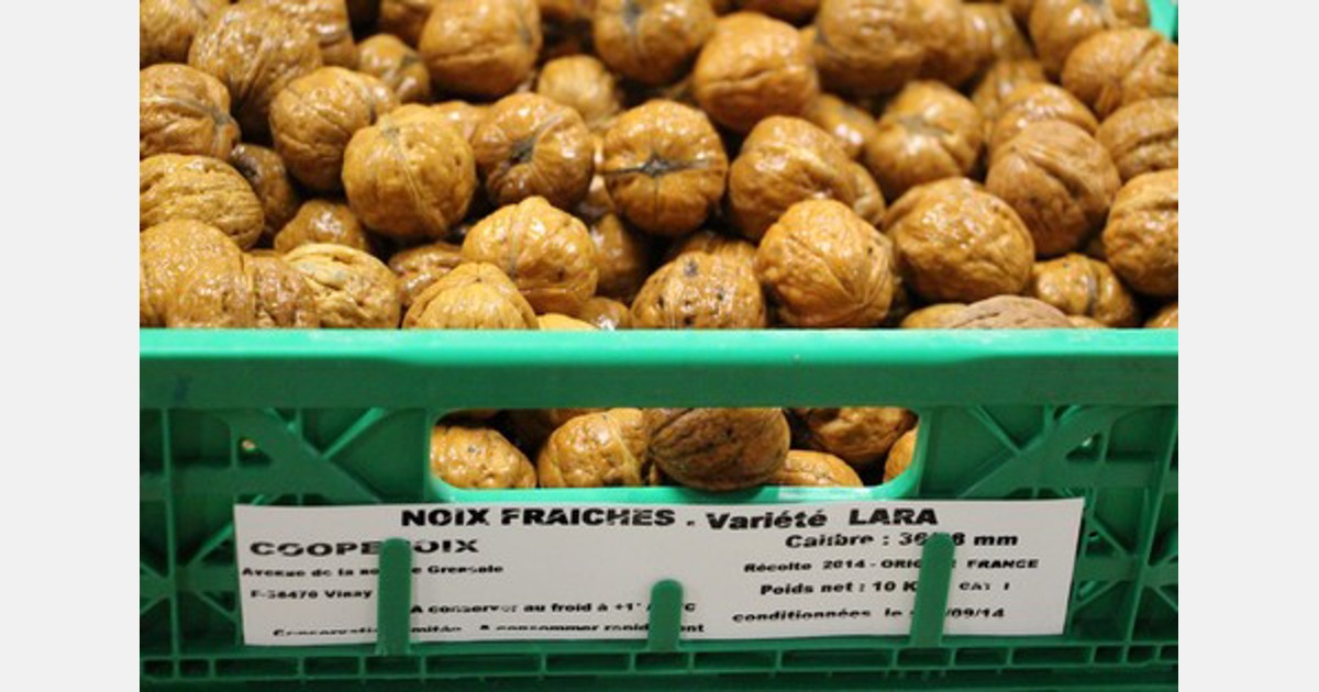 400 Graines De Fraises Rouges, Graines De Fruits, Plantes De Jardin Graines De Fraises Rustiques 97162953