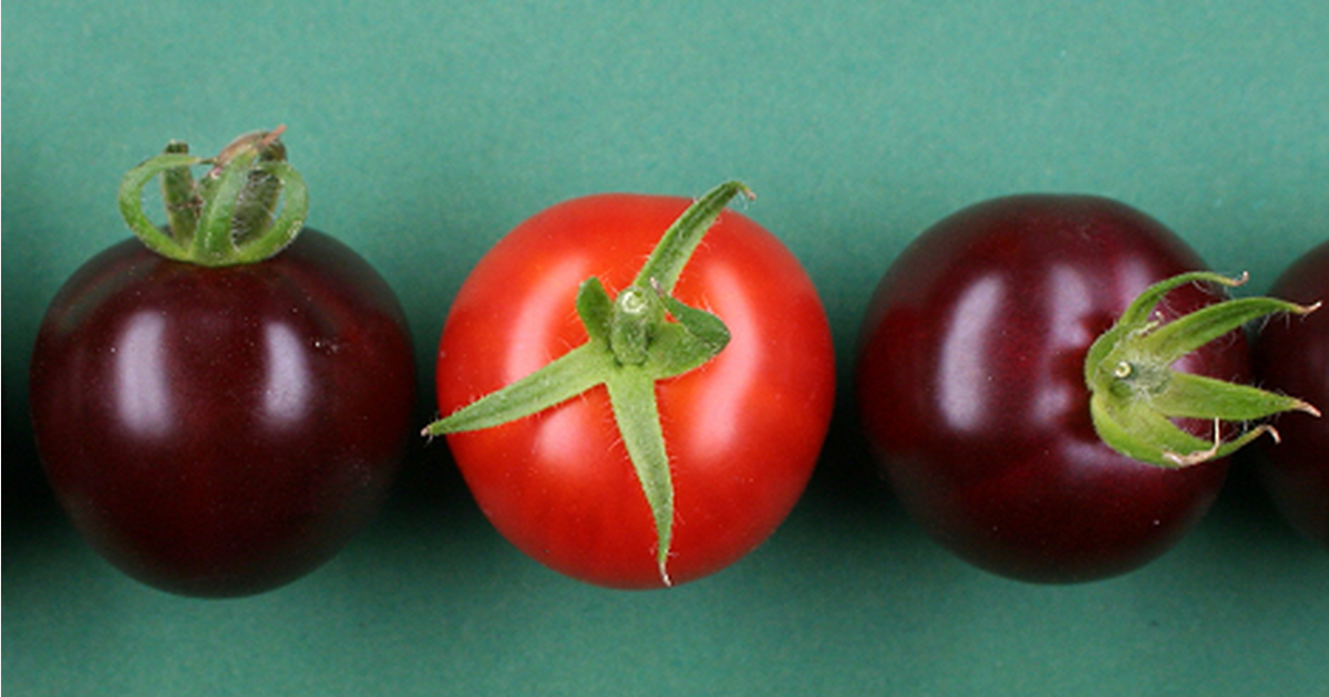 Des tomates violettes grâce à un pigment de betterave rouge
