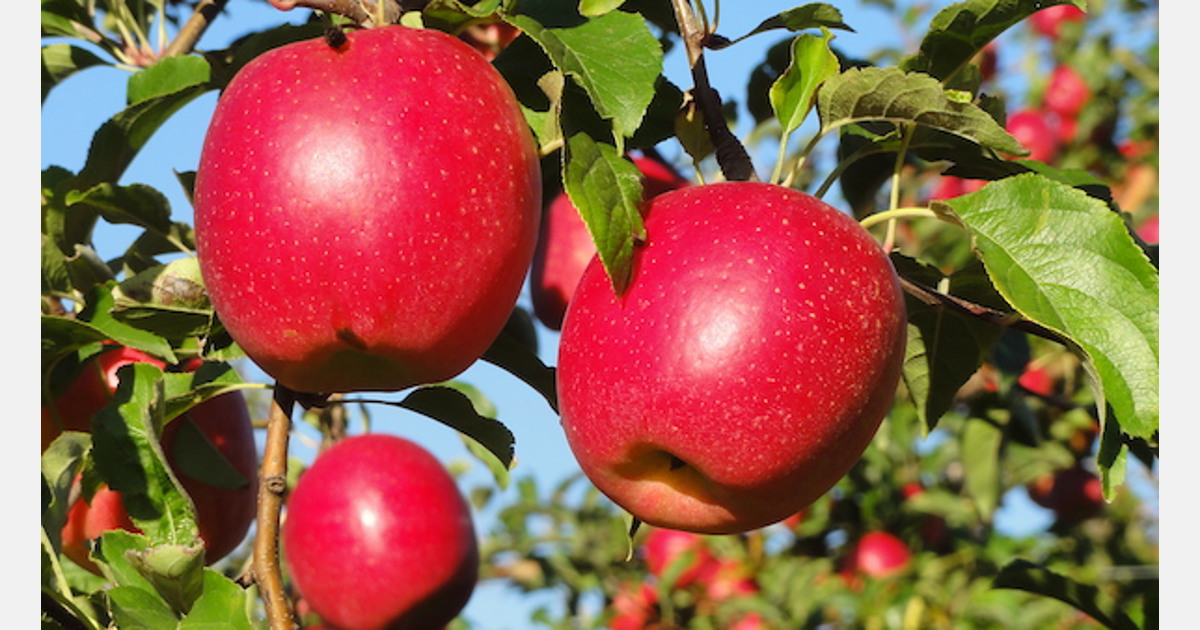 Les13 variétés de pommes de nos vergers