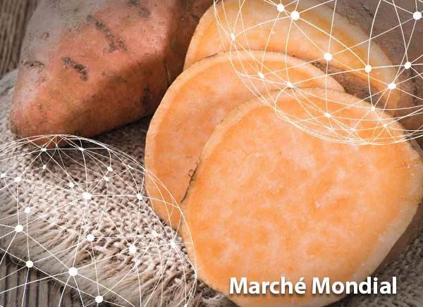 Plébiscitée par les consommateurs, la patate douce s'ancre en France