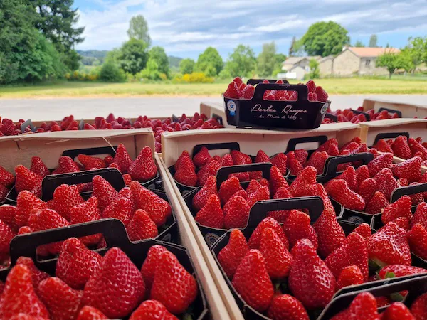 La saison de la fraise commence tout juste ! 