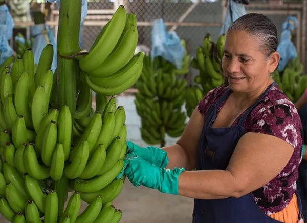 Nouvelles opportunités pour les exportations de bananes vers la Chine