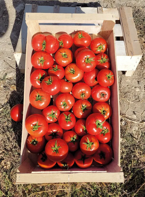 Tomates : ICS propose des variétés adaptées à votre projet