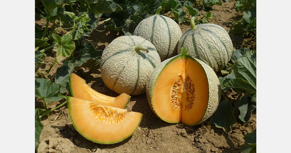 BASF Vegetable Seeds conclut l'acquisition du sélectionneur de melons ASL