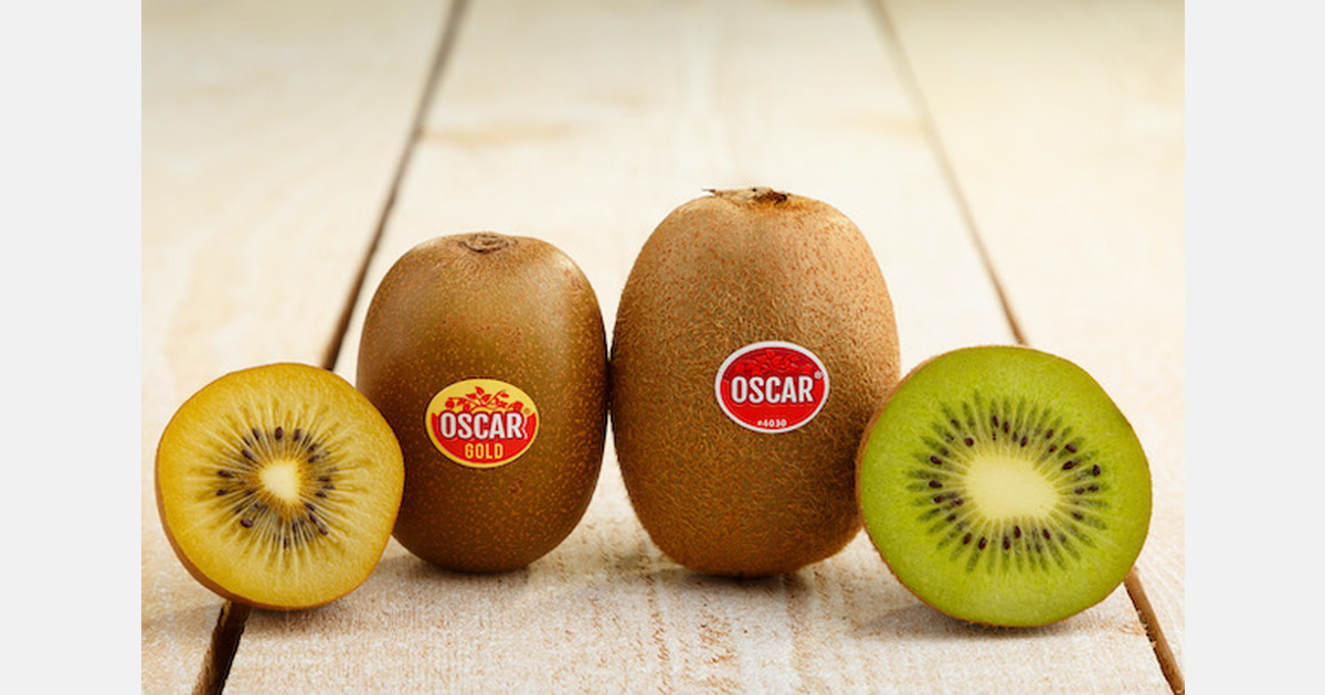 « Les premiers kiwis Oscar Gold origine Afrique du Sud viennent d