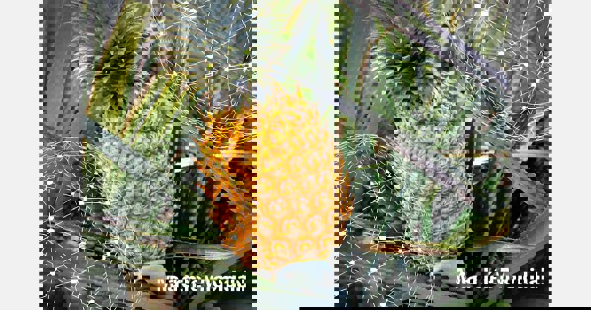 Marché mondial : l’ananas