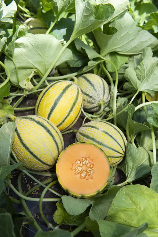 Melon Manuel António  Acheter les meilleures semences BIO