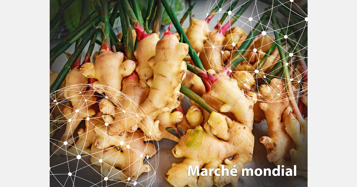 Marché mondial : le gingembre