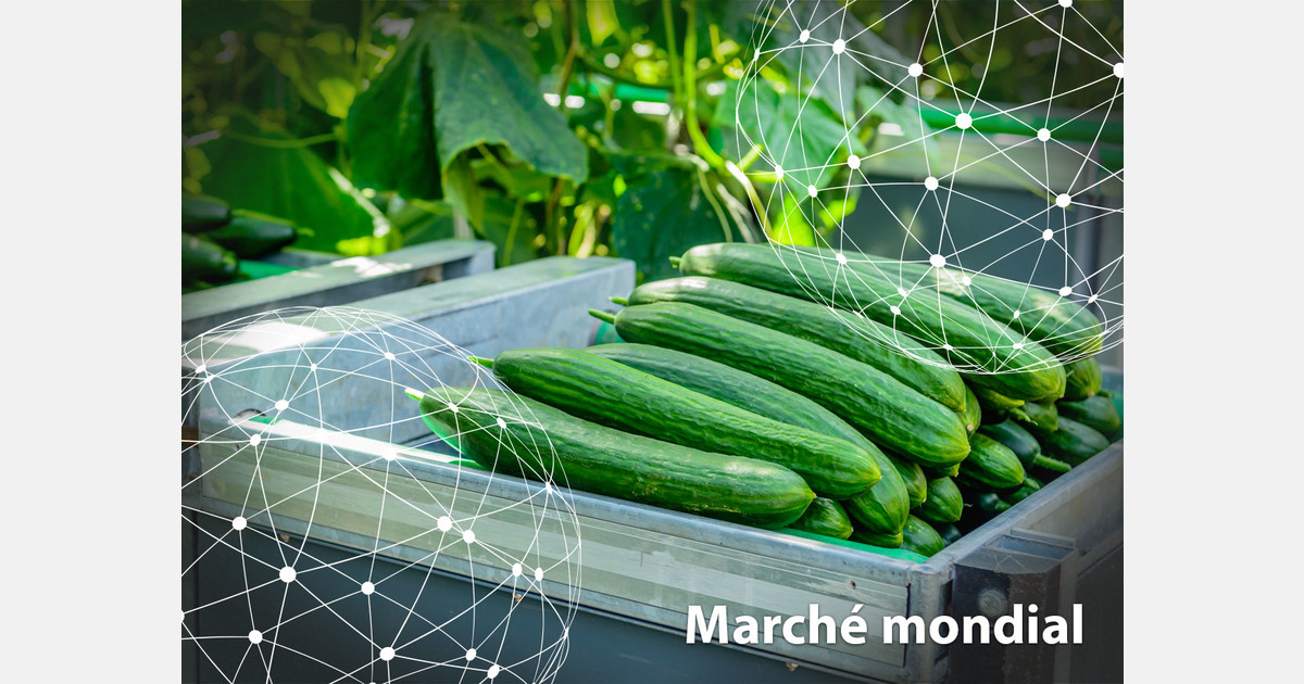 Marché mondial : le concombre
