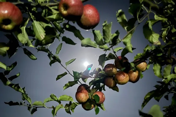 Les ventes et la popularité des pommes de pleine lune ne cessent d