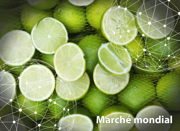Marché mondial : le citron vert