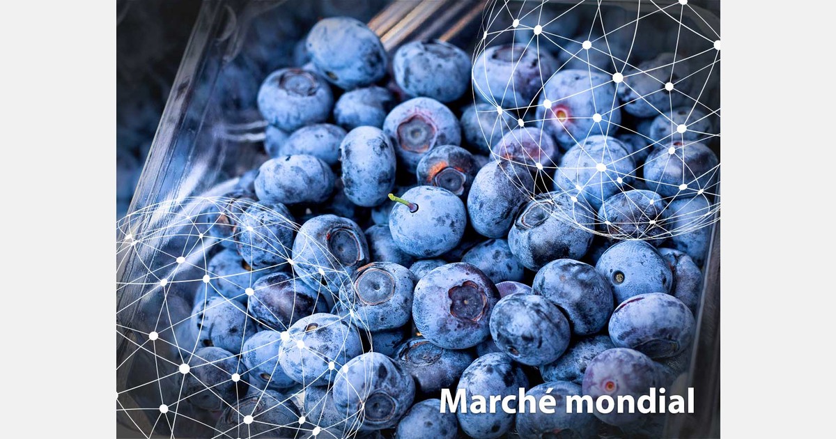 Marché mondial : la myrtille