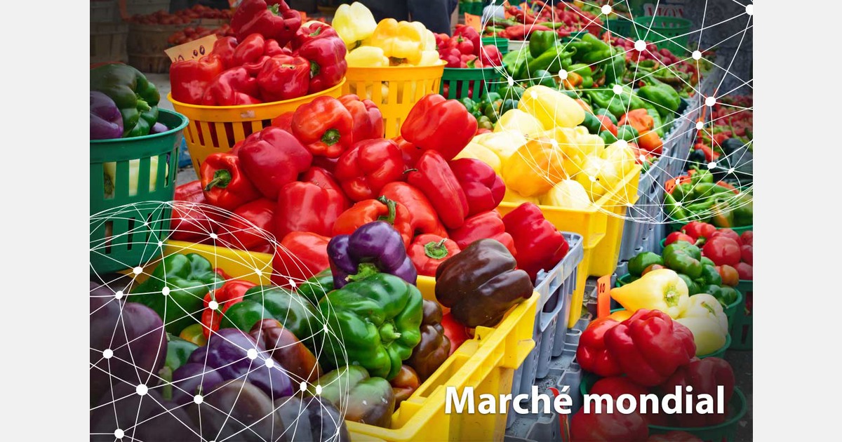 Marché mondial : le poivron